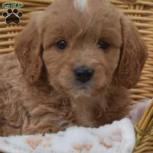 Summer, Mini Goldendoodle Puppy