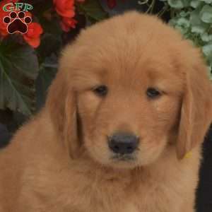Summer, Golden Retriever Puppy