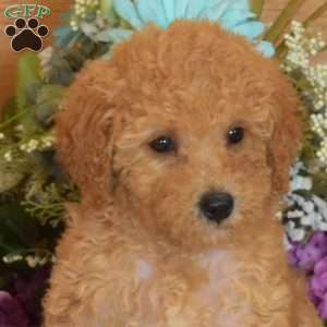 Summer, Bich-Poo Puppy