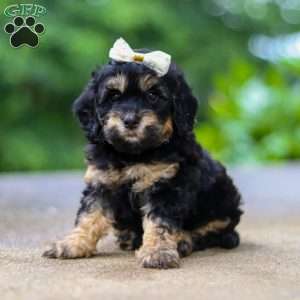 Summer, Cockapoo Puppy