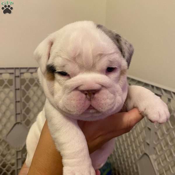 Summer, English Bulldog Puppy