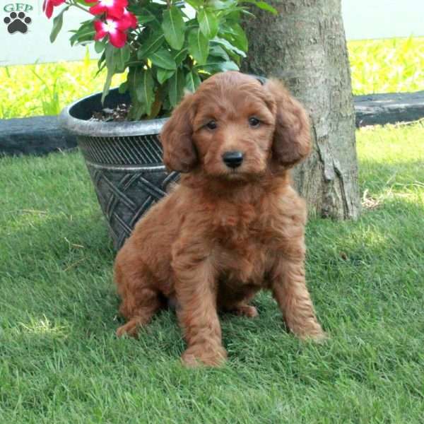 Sunflower, Irish Doodle Puppy