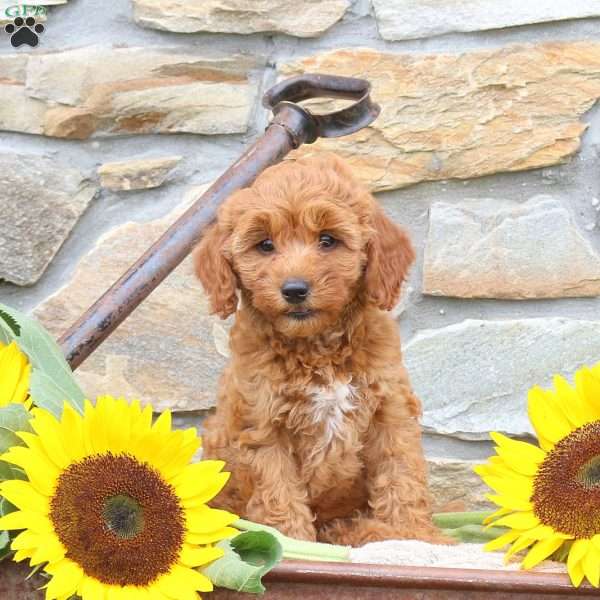 Sunflower, Mini Goldendoodle Puppy