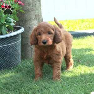 Sunflower, Irish Doodle Puppy