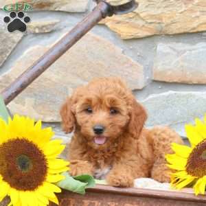 Sunflower, Mini Goldendoodle Puppy