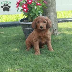 Sunflower, Irish Doodle Puppy