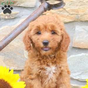 Sunflower, Mini Goldendoodle Puppy
