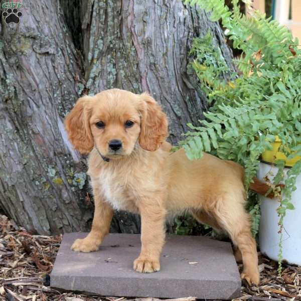 Sunny, Miniature Golden Retriever Puppy