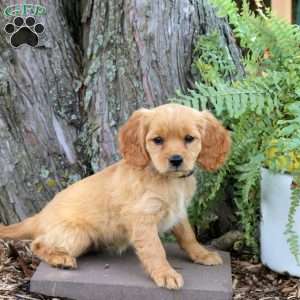 Sunny, Miniature Golden Retriever Puppy