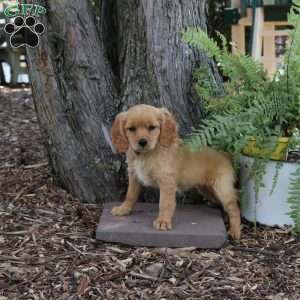 Sunny, Miniature Golden Retriever Puppy