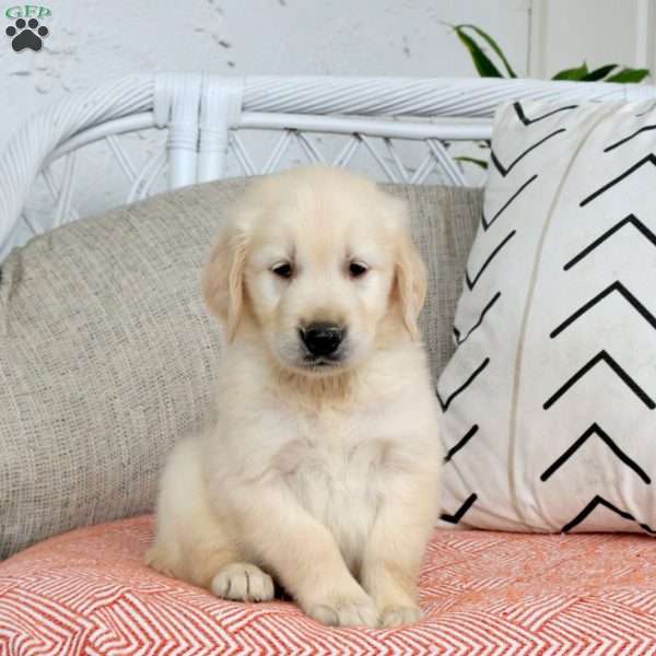 Sunny, Golden Retriever Puppy