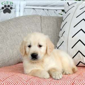 Sunny, Golden Retriever Puppy
