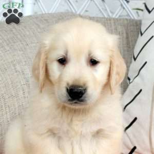 Sunny, Golden Retriever Puppy