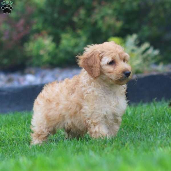 Sunny, Mini Goldendoodle Puppy