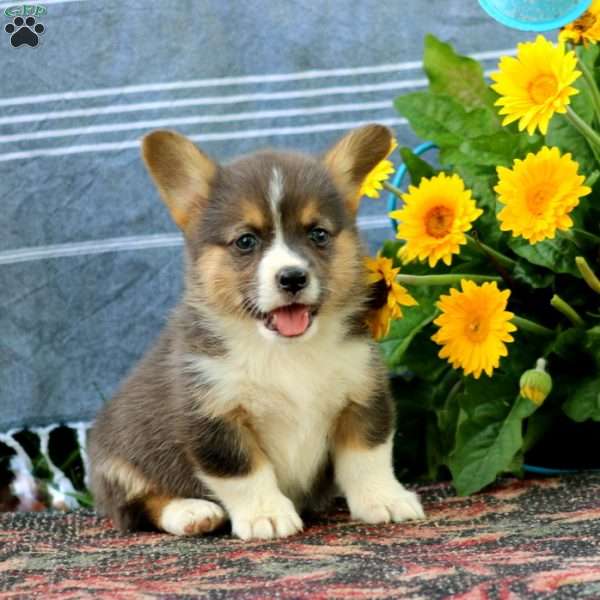 Sunny, Pembroke Welsh Corgi Puppy
