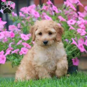 Sunny, Mini Goldendoodle Puppy