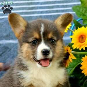 Sunny, Pembroke Welsh Corgi Puppy