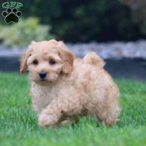 Sunny, Mini Goldendoodle Puppy