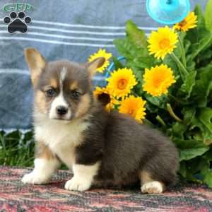 Sunny, Pembroke Welsh Corgi Puppy