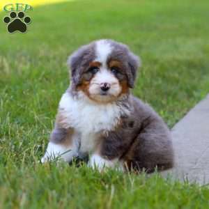 Sunny, Mini Bernedoodle Puppy