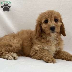 Surprise, Mini Goldendoodle Puppy