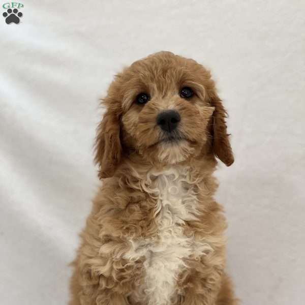 Surprise, Mini Goldendoodle Puppy