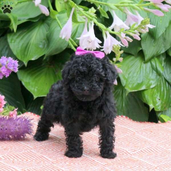 Sweetie, Toy Poodle Puppy