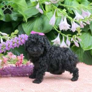 Sweetie, Toy Poodle Puppy