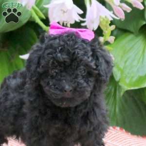 Sweetie, Toy Poodle Puppy