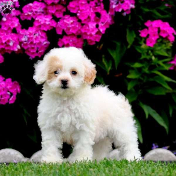 Sweets, Bich-Poo Puppy
