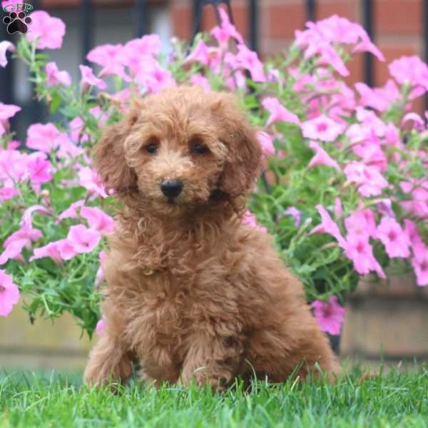 Sweets, Mini Goldendoodle Puppy