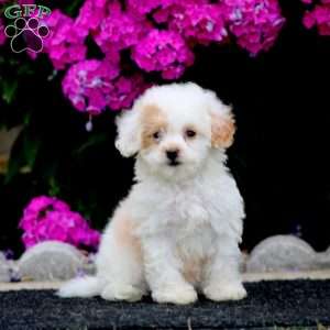 Sweets, Bich-Poo Puppy