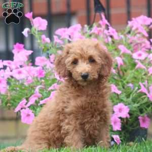Sweets, Mini Goldendoodle Puppy