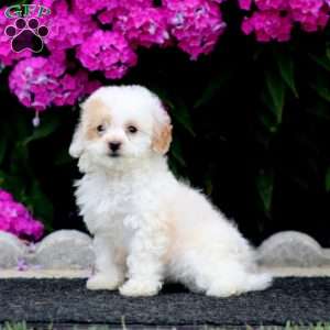 Sweets, Bich-Poo Puppy