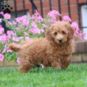 Sweets, Mini Goldendoodle Puppy