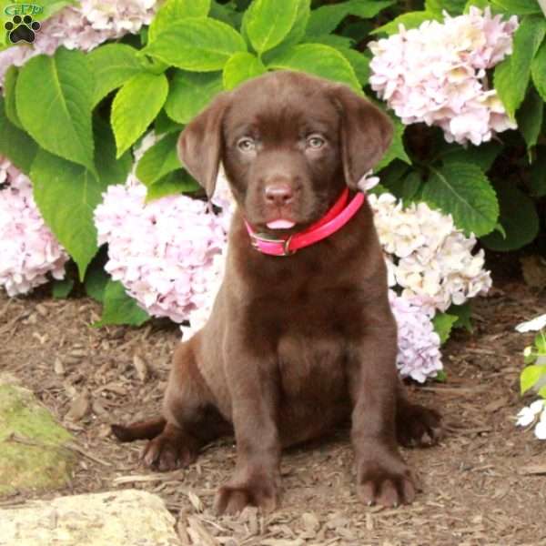 Tabitha, Chocolate Labrador Retriever Puppy