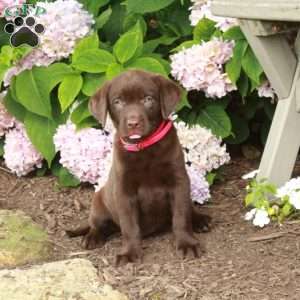 Tabitha, Chocolate Labrador Retriever Puppy