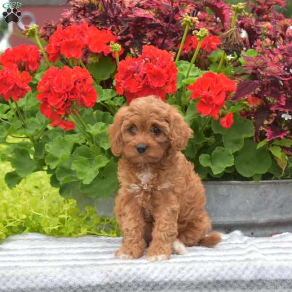 Taffy, Cavapoo Puppy