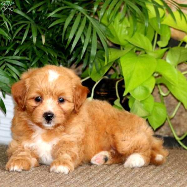 Taffy, Mini Labradoodle Puppy