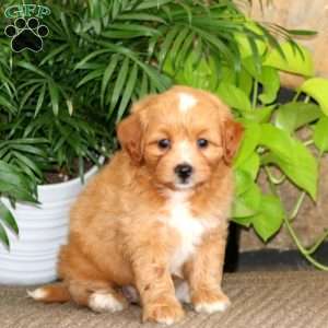 Taffy, Mini Labradoodle Puppy
