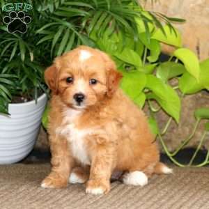 Taffy, Mini Labradoodle Puppy