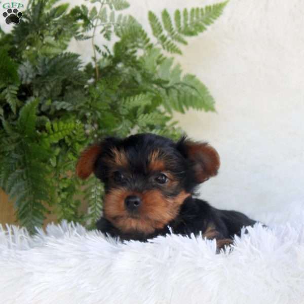 Tammy, Yorkie Puppy