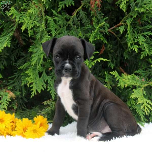 Tammy, Boxer Puppy