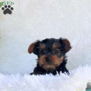 Tammy, Yorkie Puppy
