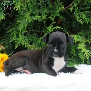 Tammy, Boxer Puppy