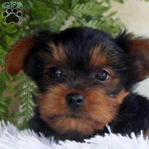 Tammy, Yorkie Puppy