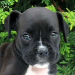 Tammy, Boxer Puppy
