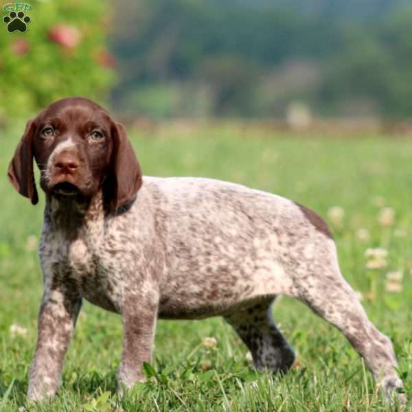 Tammy, German Shorthaired Pointer Puppy