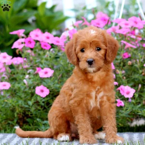 Tammy, Mini Labradoodle Puppy