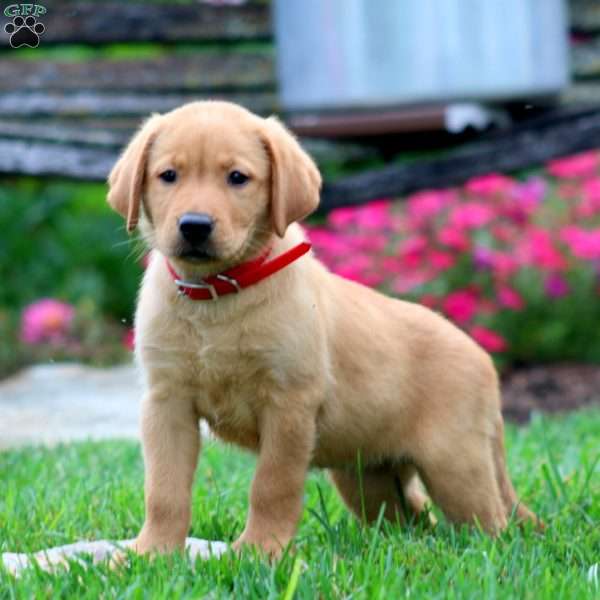 Tammy, Fox Red Labrador Retriever Puppy